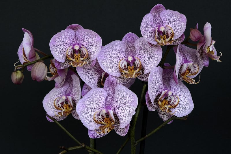 Fairy Slipper Orchid