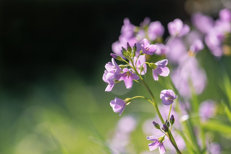 Orchid Flower